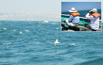 海鳥の調査