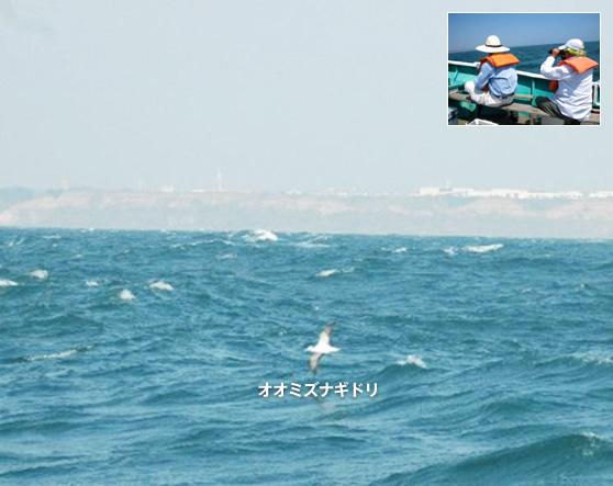 海鳥の調査