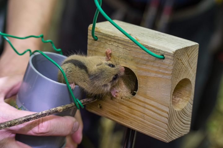 森の指標動物といわれるヤマネ。一定数のヤマネを見つけることができると、間伐後の森が健全に保たれていることがわかる。